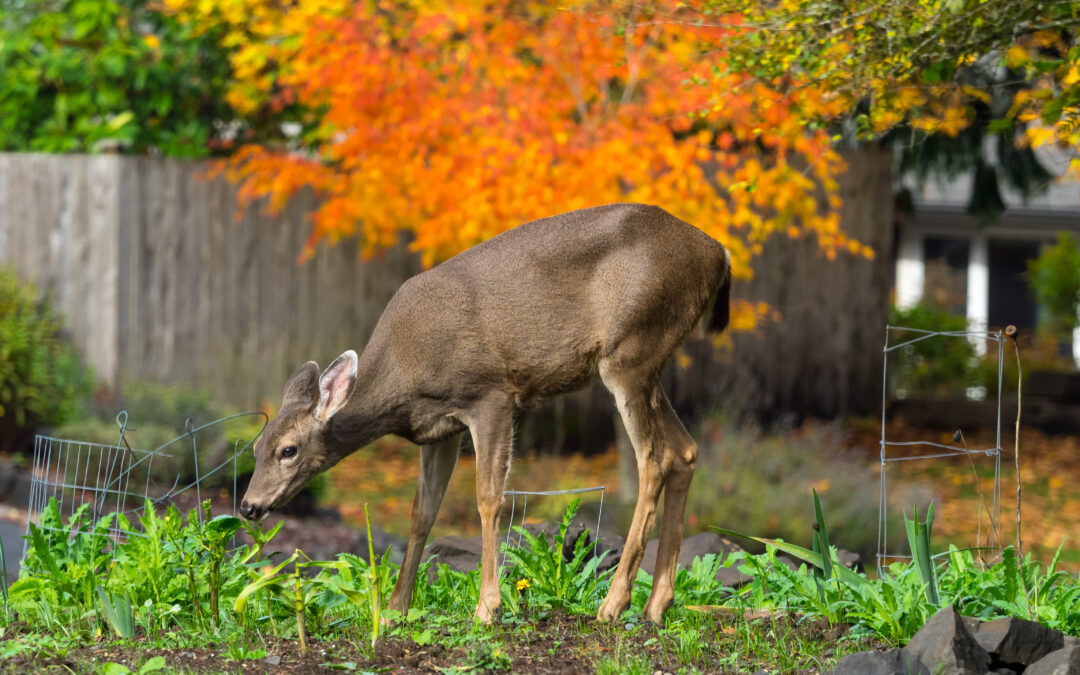 Garden Deer Control