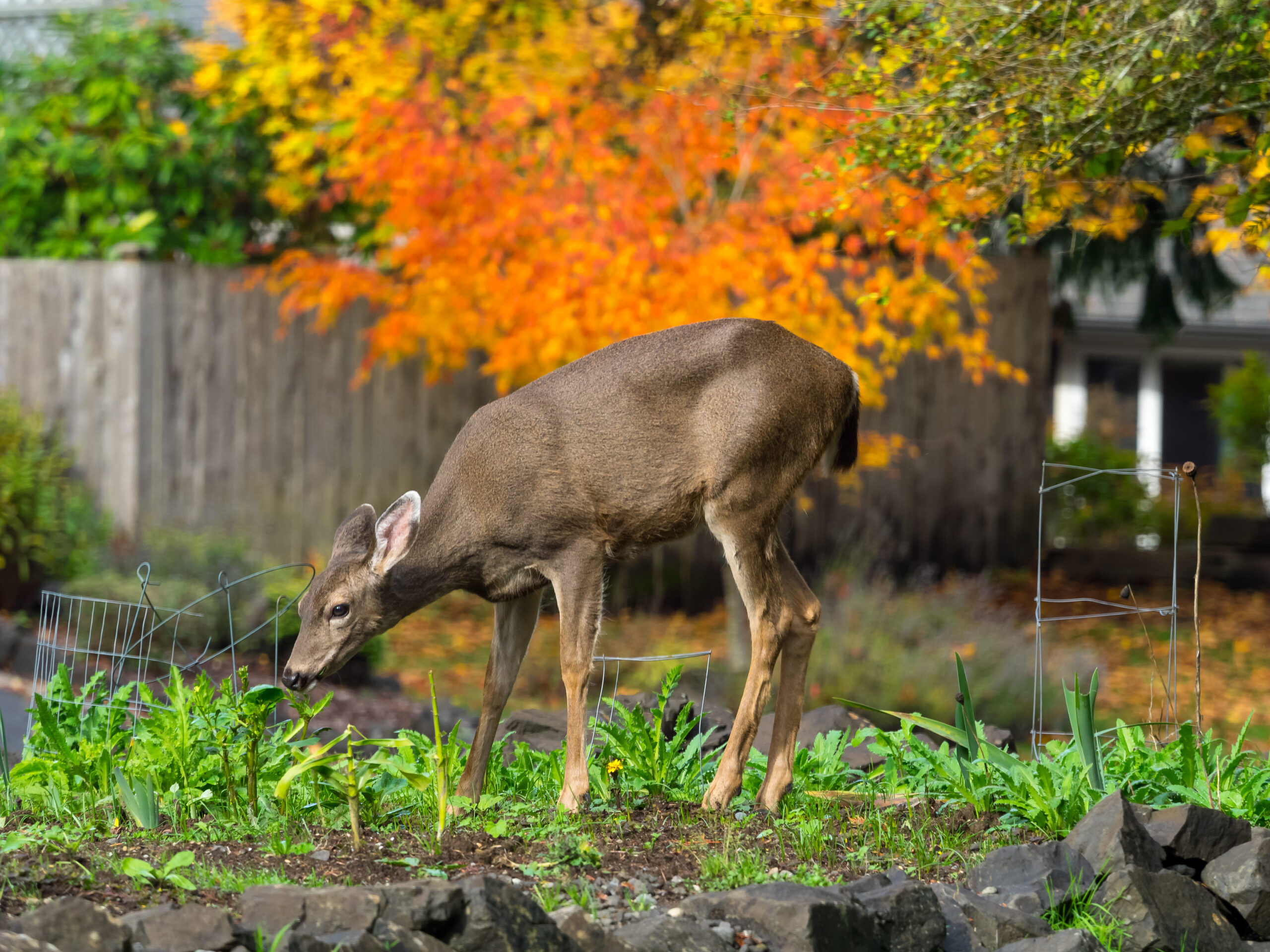 Garden Deer Control