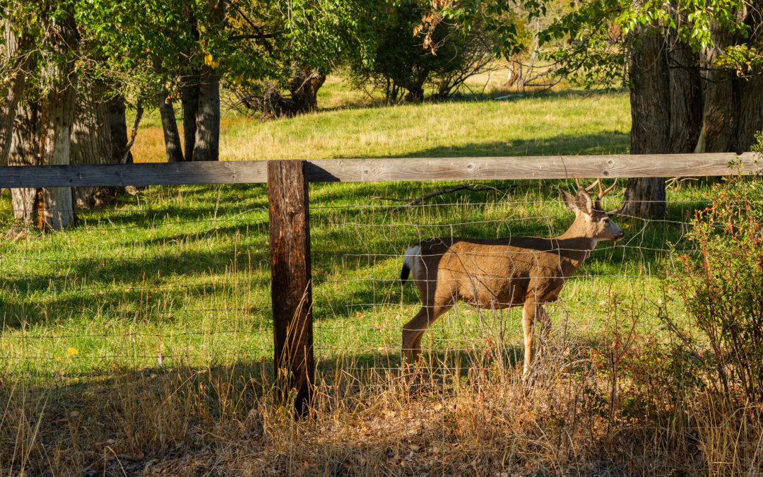 Deer Fence Options