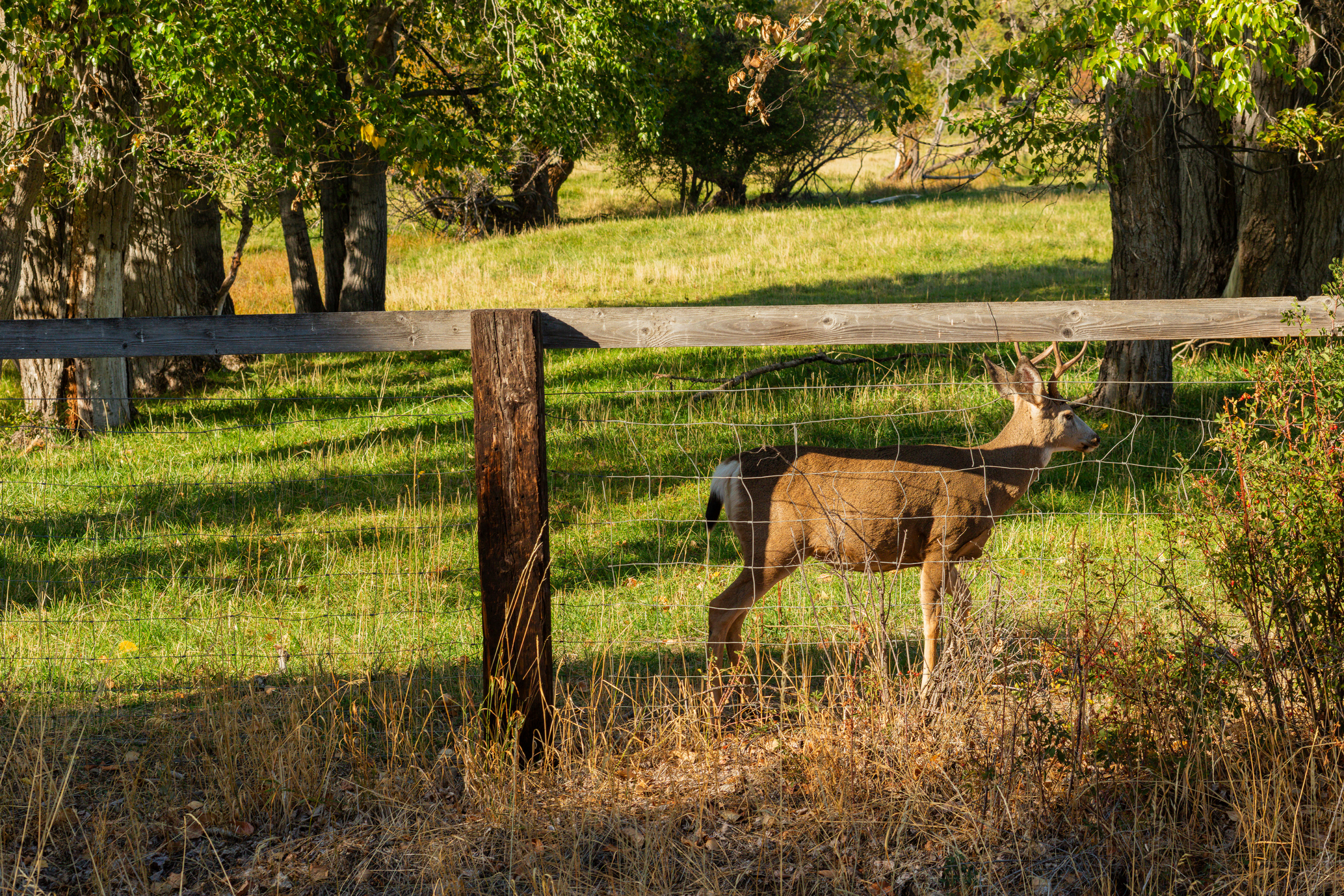 deer fence