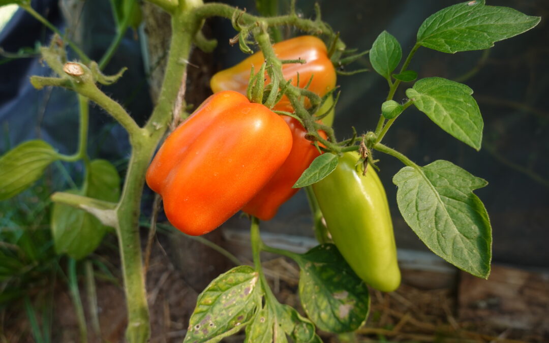 Deer Resistant Vegetables
