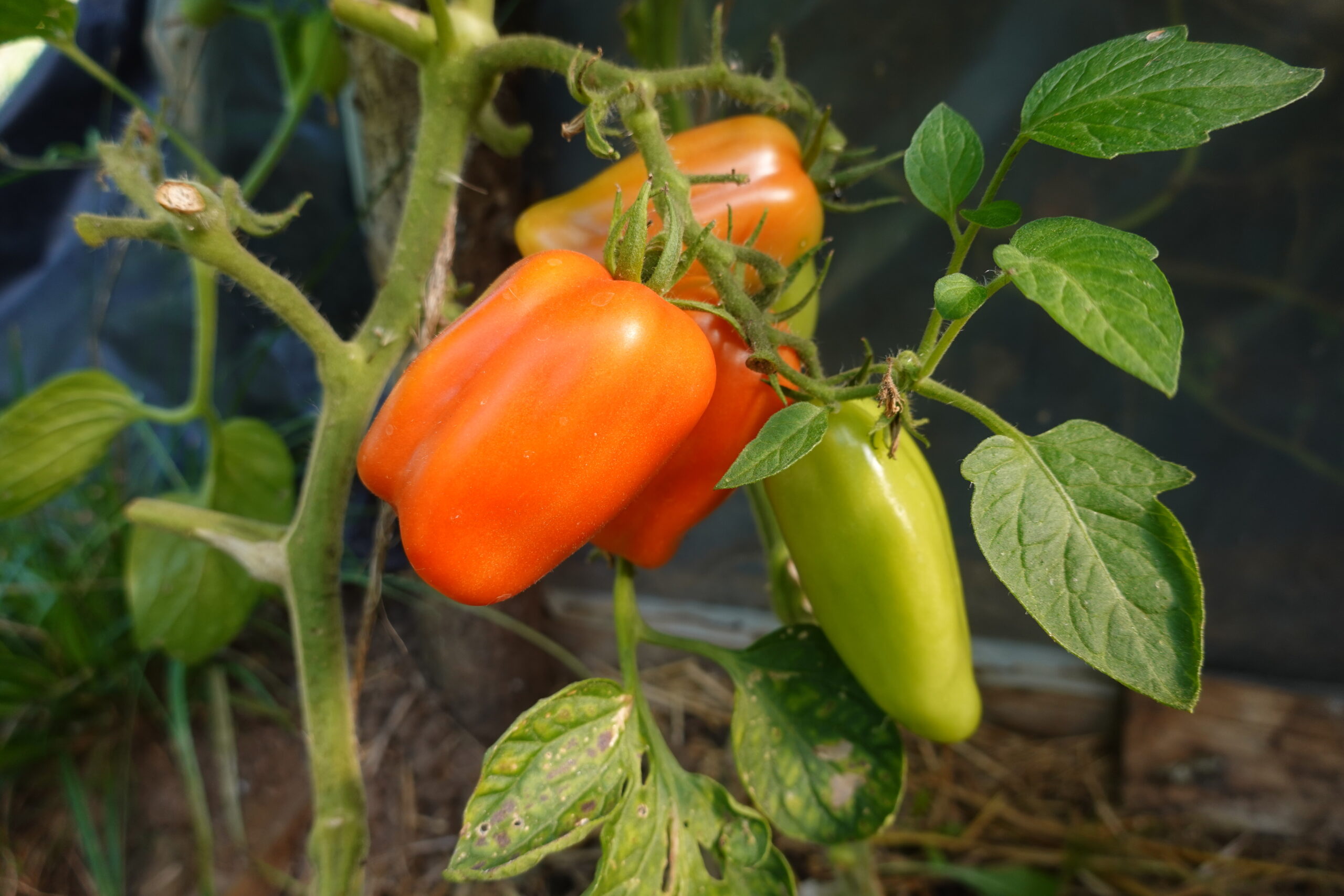 peppers
