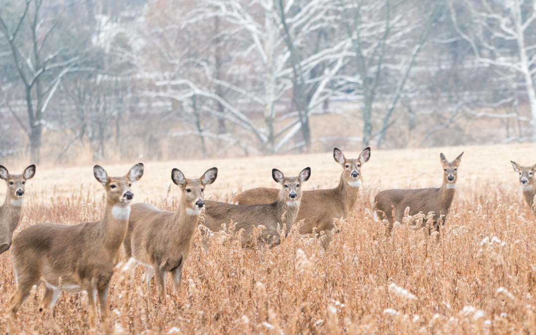 Deer Overpopulation
