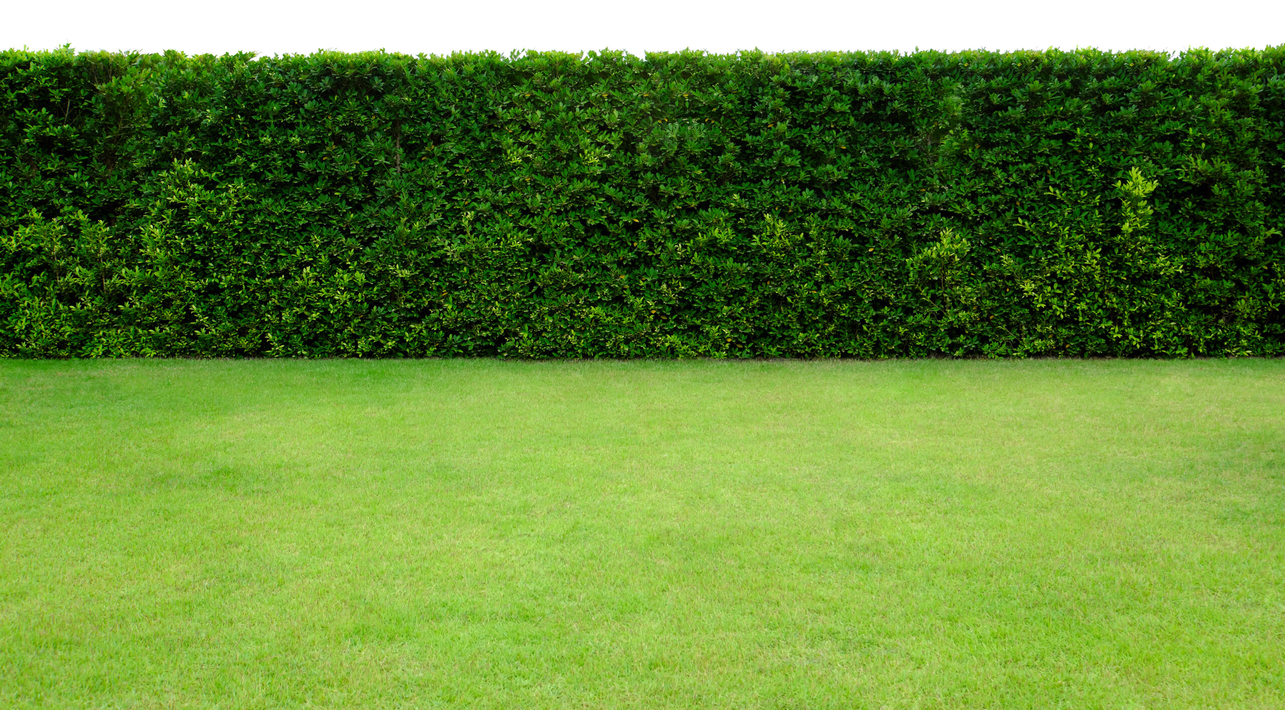 hedgerow