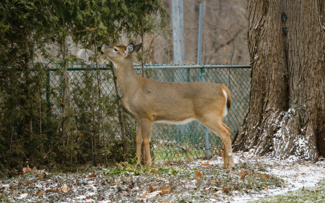 Common-Sense Deer Control