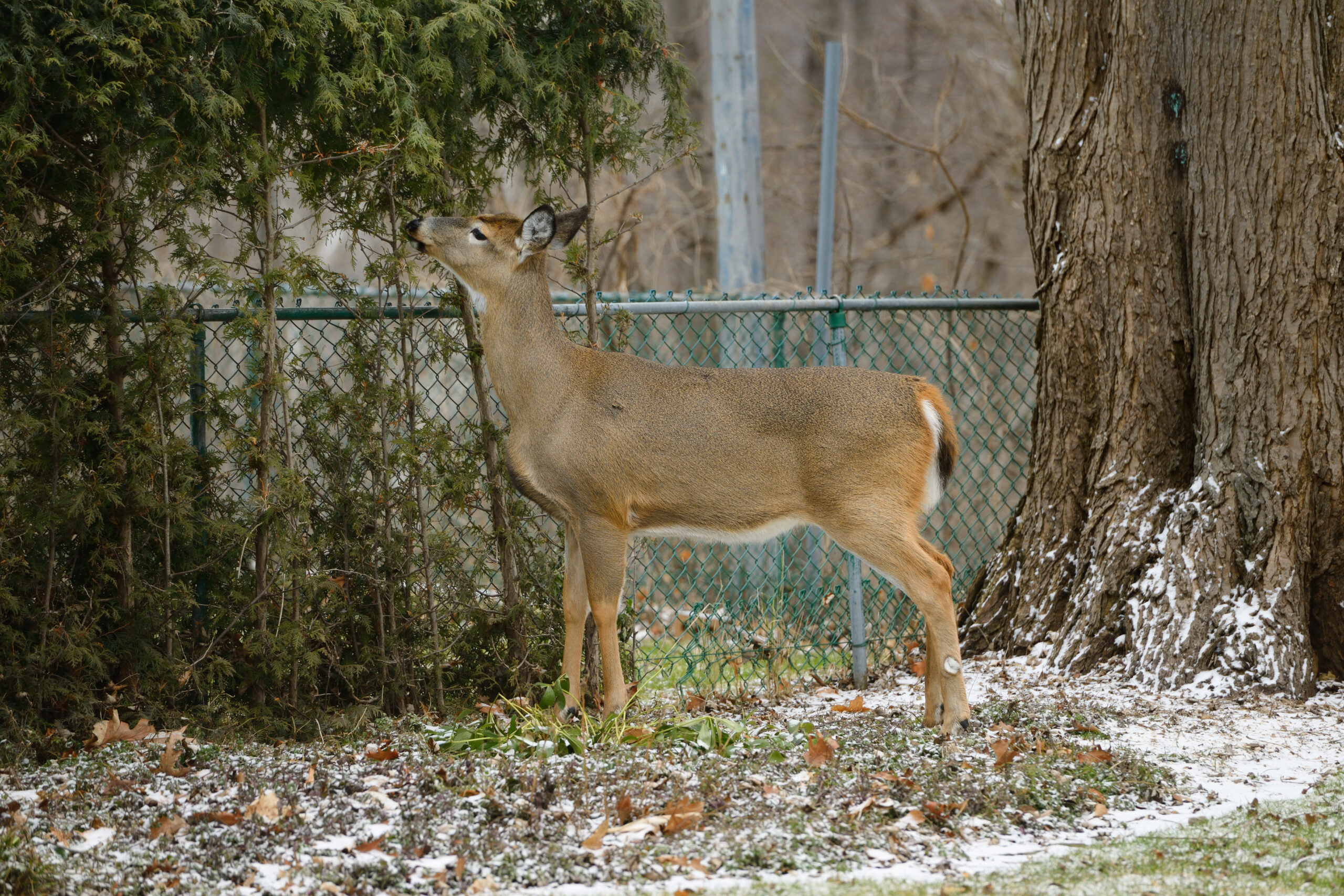 Common-Sense Deer Control