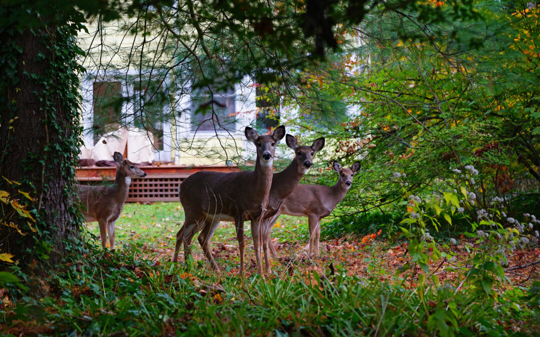 Feeding Deer & Supplemental Feeding of Deer