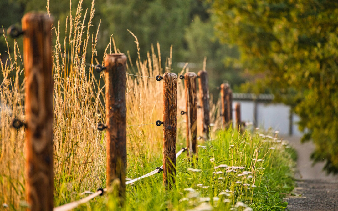 Baited Electric Fence for Deer