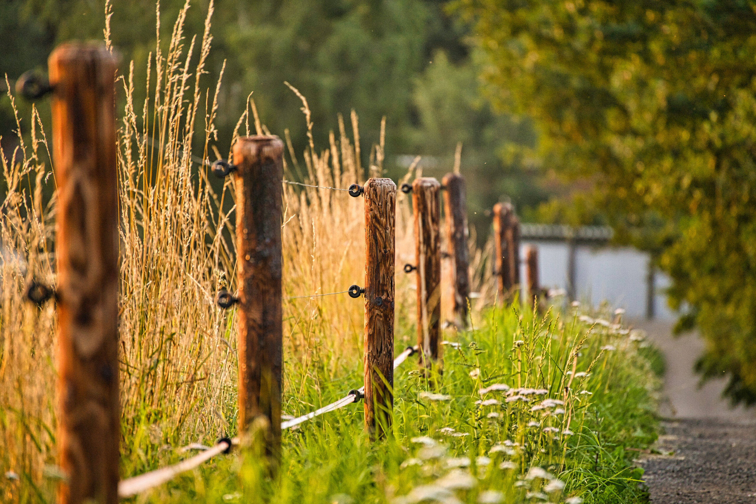 Baited Electric Fence for Deer