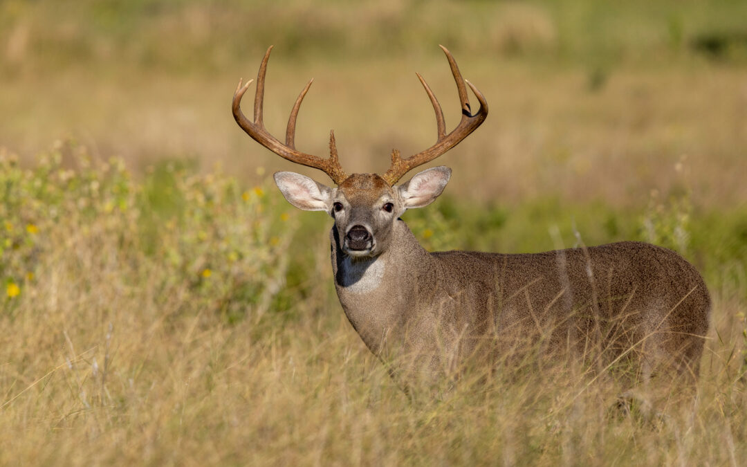 Deer Attacks