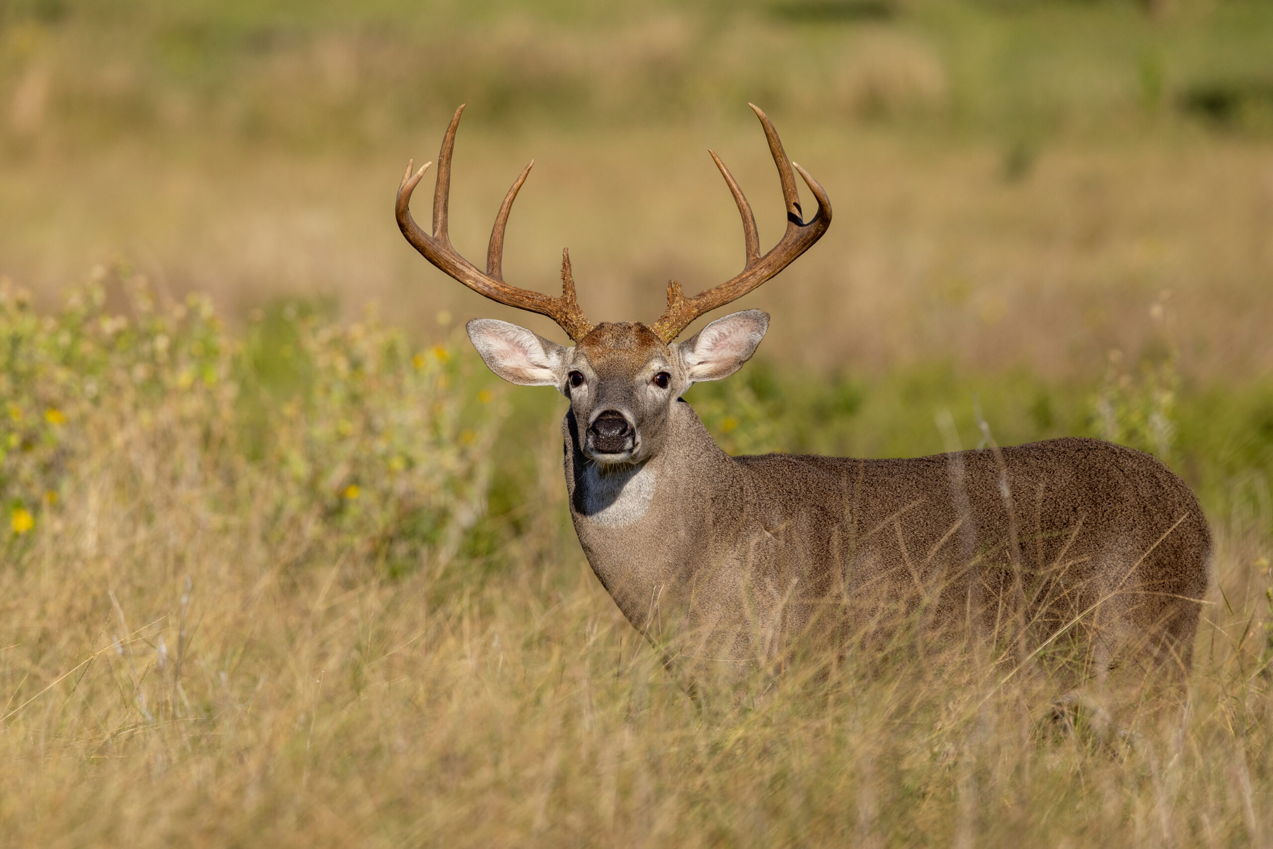 large deer