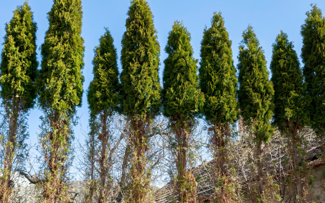 Deer Damage to Trees