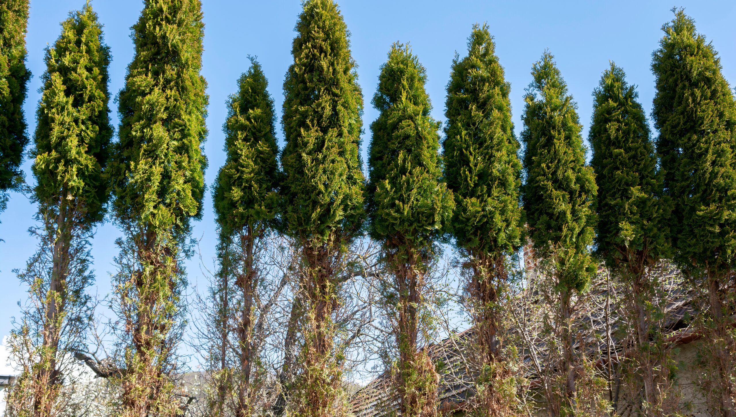 Deer Damage to Trees