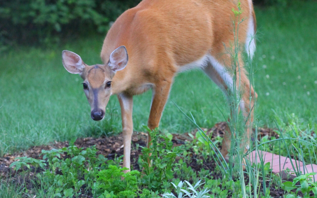 Benner’s Gardens Plastic Deer Mesh vs The Wireless Deer Fence® Deer Repellent