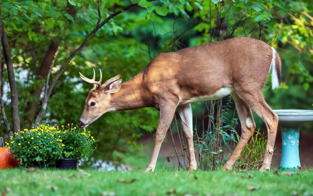 Other Types of Deer Repellents