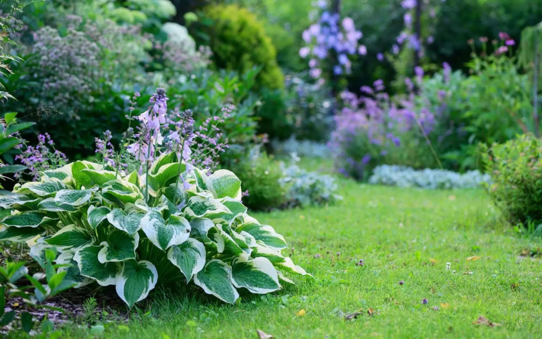 Keeping Deer Out Your Garden