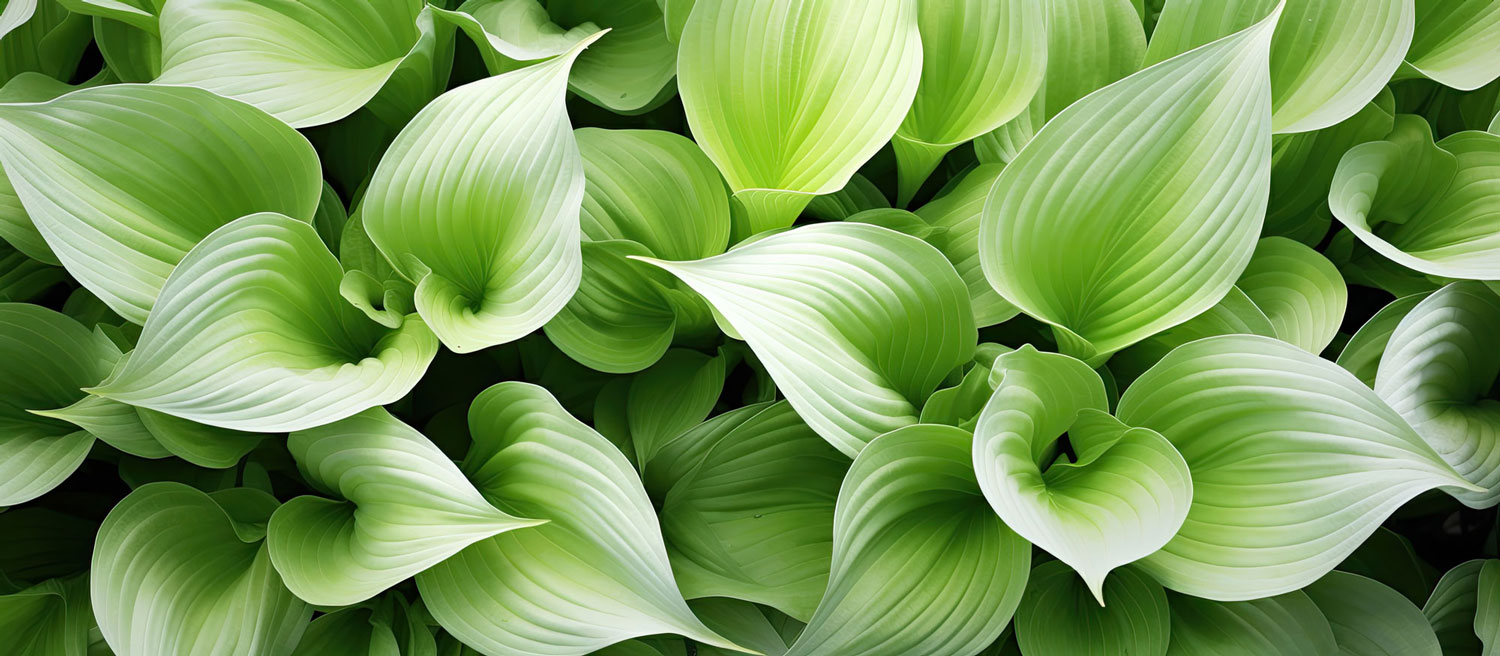 hosta