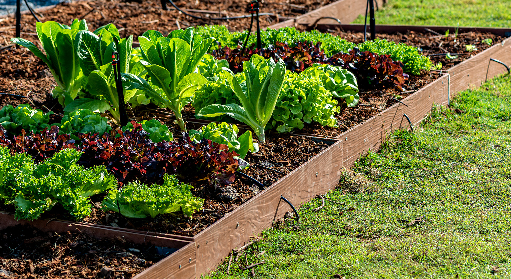 lush-garden-bed-with-rows-of-leafy-greens-2026-01-05-05-27-49-utc.webp