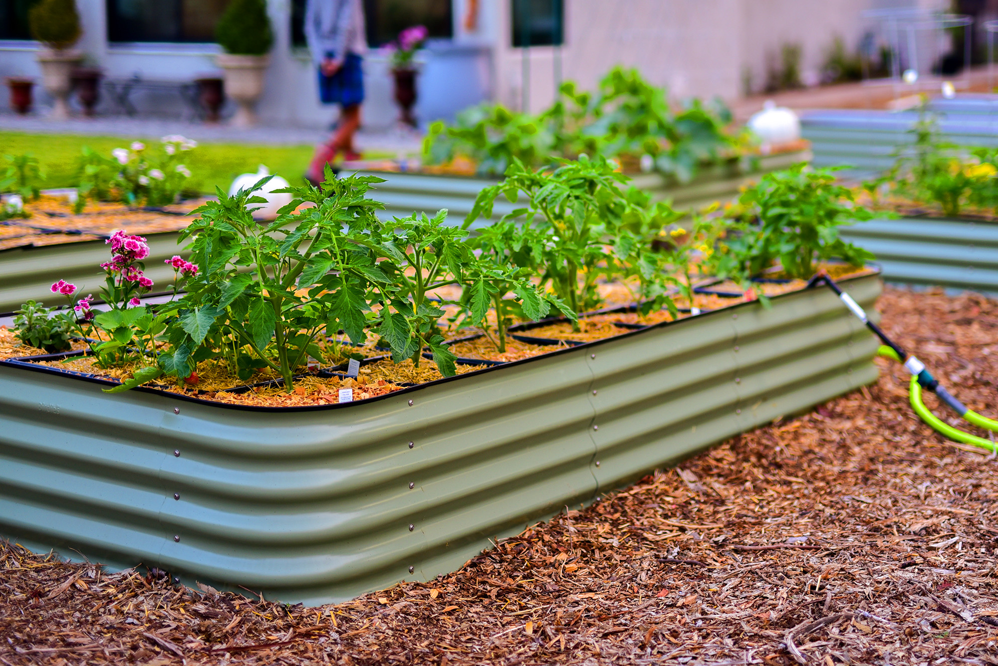 urban-backyard-gardens-and-homesteads-2026-03-16-22-56-01-utc