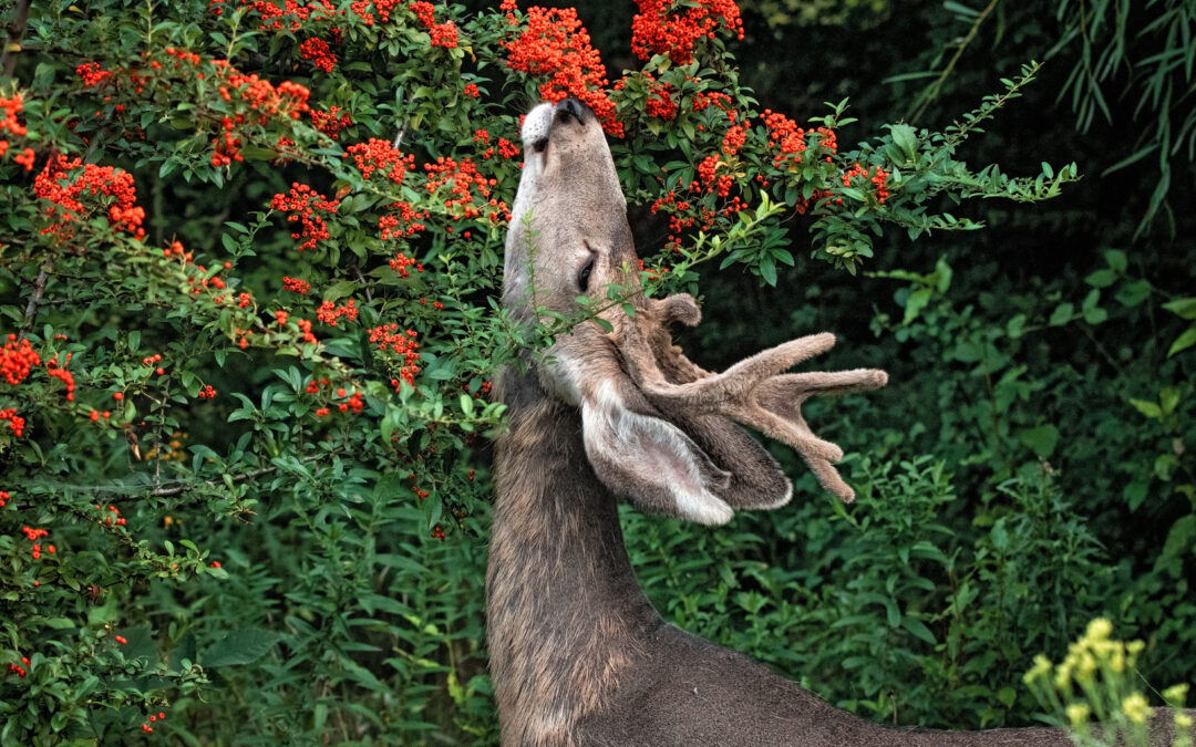 Preventing Deer Damage