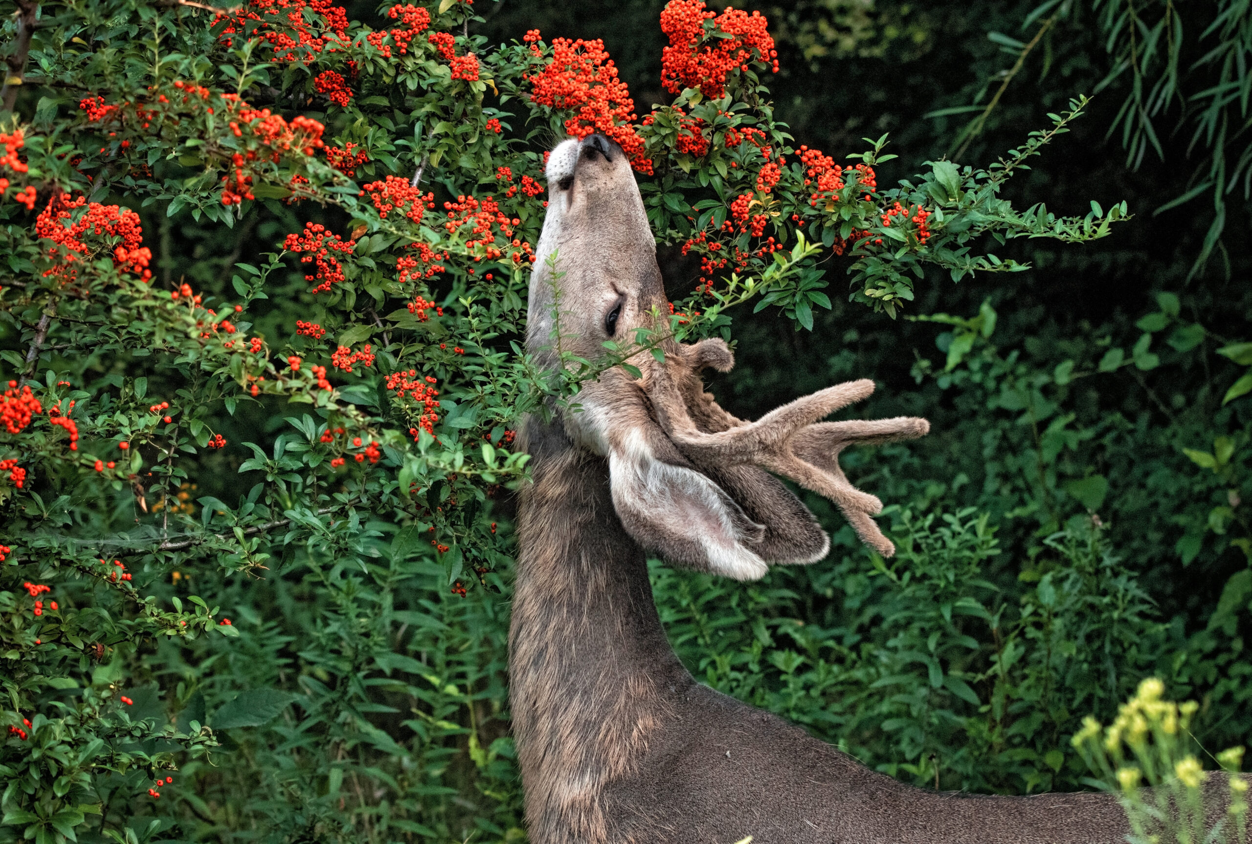Preventing Deer Damage