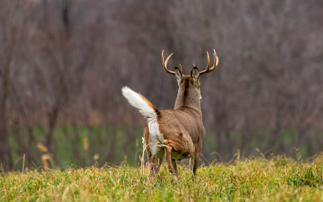 Other Deer Control Methods