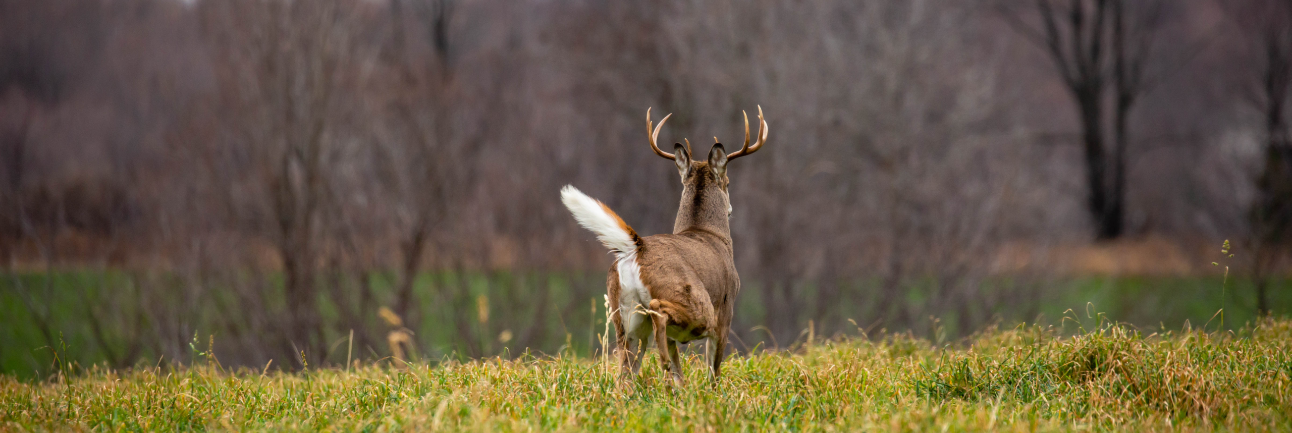 Other Deer Control Methods